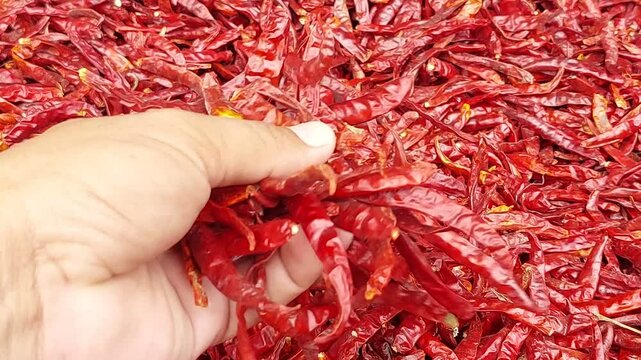 hand is holding a dried red chili pepper.