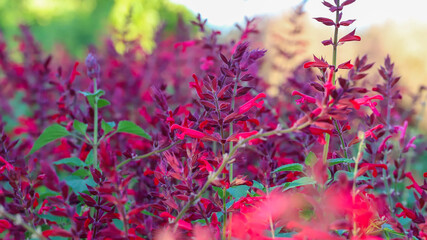 Delicadas flores de Salvia vermelha em um jardim exuberante. O foco nas inflorescências centrais...