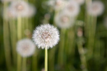 Dandelion close up