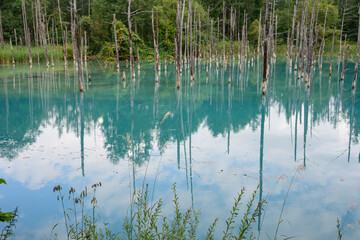 青い池