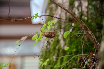japanese temple in autumn