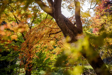 japanese temple in autumn