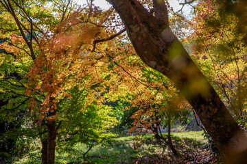 japanese temple in autumn