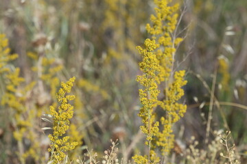 Lady's Bedstraw (Galium verum) in spring