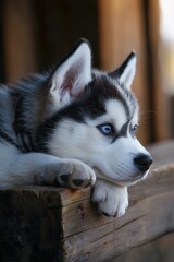 A cute husky puppy resting its head on the edge of a wooden board 