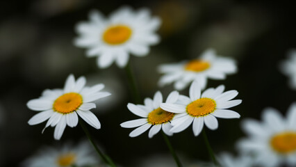 Obraz premium daisies on a black background