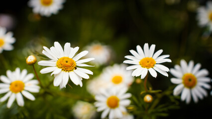 daisies in a field
