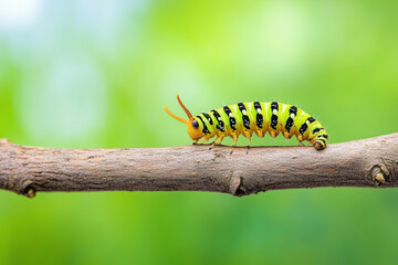 Caterpillar with black and yellow stripes crawls along a tree branch against a blurred green background.