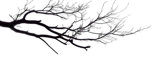 Fototapeta premium Branch Silhouette On A White Background