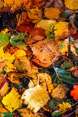 Close up at autumn leaves lying on the ground from above