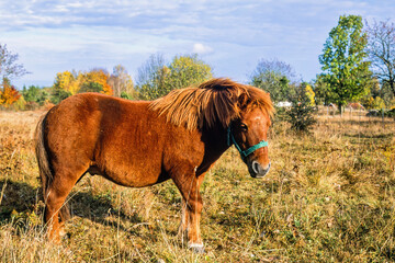 Fototapeta premium Horse on a meadow landscape at a sunny autumn