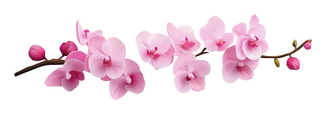 A beautiful branch of pink orchids with delicate petals and buds, perfect for adding a touch of elegance to any design.