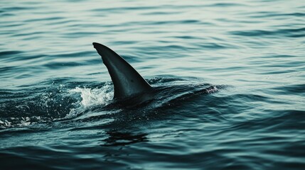 A close-up of a shark's dorsal fin cutting through the water. The unobstructed sea surface around the fin offers a clean backdrop for text.