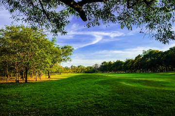 Green tree forest meadow field sunset in city park blue sky
