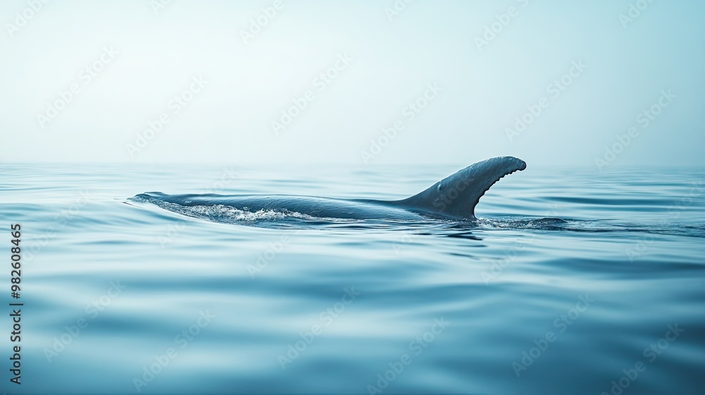 Poster a close-up of a fin cutting through the water with a blurred ocean background. the empty space aroun