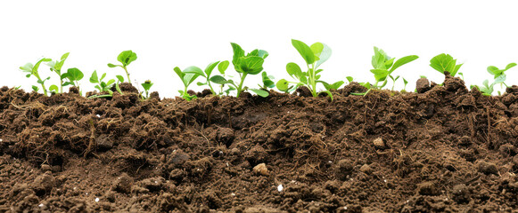 PNG Young plants in fertile soil