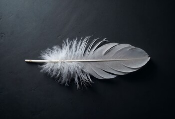 Close-up of a delicate white feather on a dark background.