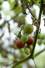 green fern in the garden