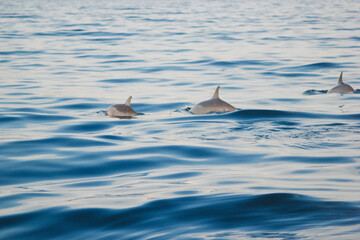 dolphins in the sea clear blue water in Bali, Indonesia