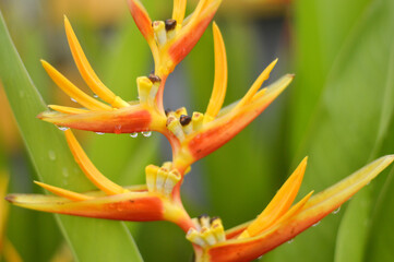 Heliconia psittacorum
