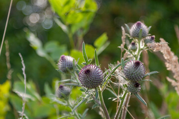 Thistle with unblown buds on the floor blurred background