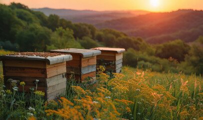 Fototapeta premium Beehives with honey bees flying on a sunny day standing on meadows with wildflowers