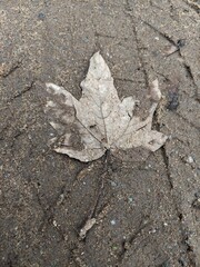leaf on the ground