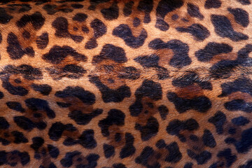 leopard skin pattern