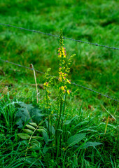Close up of Black mullein (Verbascum nigrum)
