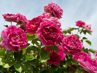 Pink fringed roses flowers bush