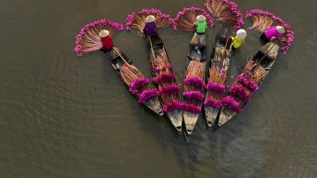 Harvesting water lilies in the floating season on Moc Hoa field, Long An. Video shot in Moc Hoa, Long An on September 9, 2024.
