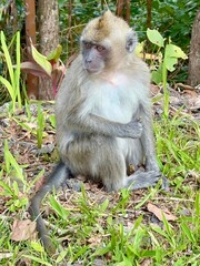 monkey looking at the landscape in a forest in Mauritius