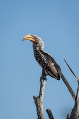 A southern yellow-billed hornbill perched on a branch near the top of a tree in Northern Namibia