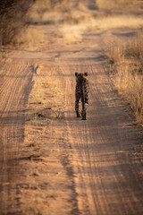 An adult leopard walking slowly down a dirt track between tall, dry grass away from the camera as the sun sets in Namibia