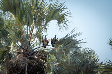 A pair of cape vultures perched on a palm frond at the top of a tall tree against a clear blue sky in Etosha National Park, Namibia