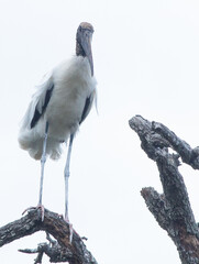 Wood Stork in a tree