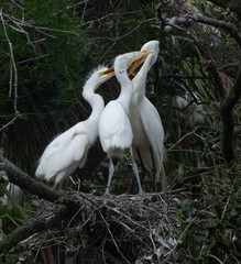 White Heron with her chicks