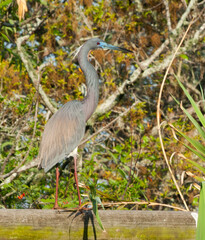Heron in a tree