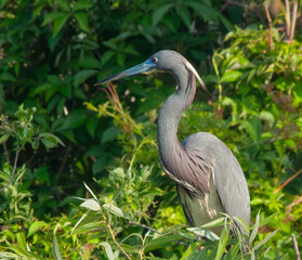 Heron in a tree