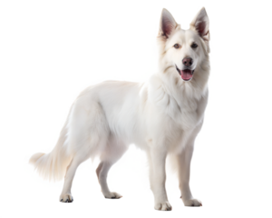 White Australian Shepherd panting mouth open and looking at the camera, isolated on white background