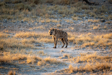 A single spotted hyena looking at the camera on the grassland at sunset in Etosha National Park, Namibia