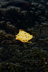 leaves on water