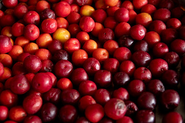 Relleno el enciadre con frutos rojos, Chontaduros, Valle del Cauca, Colombia
