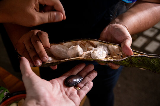 Guaba, fruto del Valle del Cauca Colombia, mercado de frutos, manos abriendo y sacando lo comestible
