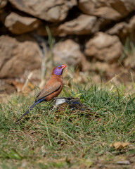 A small, male violet-eared waxbill drinking some water among grass with a stone wall in the background in Namibia
