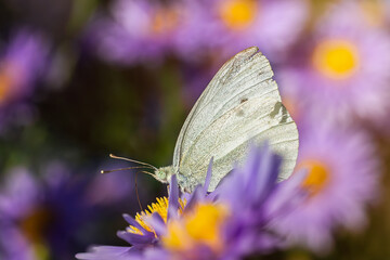 Green-veined white butterfly - detailed macro view.
