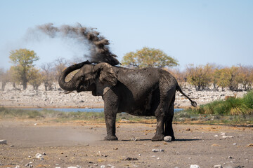 An adult African elephant spraying itself with mud to protect its skin from the harsh sun in the dry season in Etosha National Park, Namibia