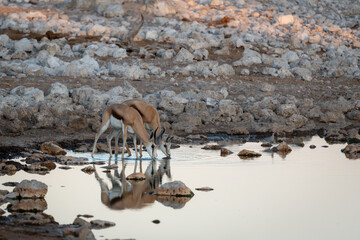 Two springboks stood next to each other at the edge of a waterhole as they have a drink from a waterhole in Etosha National Park, Namibia at sunrise