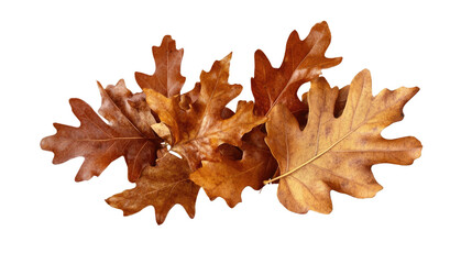 Fototapeta premium A vibrant red autumn maple leaf isolated on a white background, showcasing the rich colors of the fall season