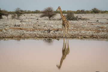 A tall, alert adult giraffe stands by a waterhole waiting to take a drink of water in Etosha National Park, Namibia